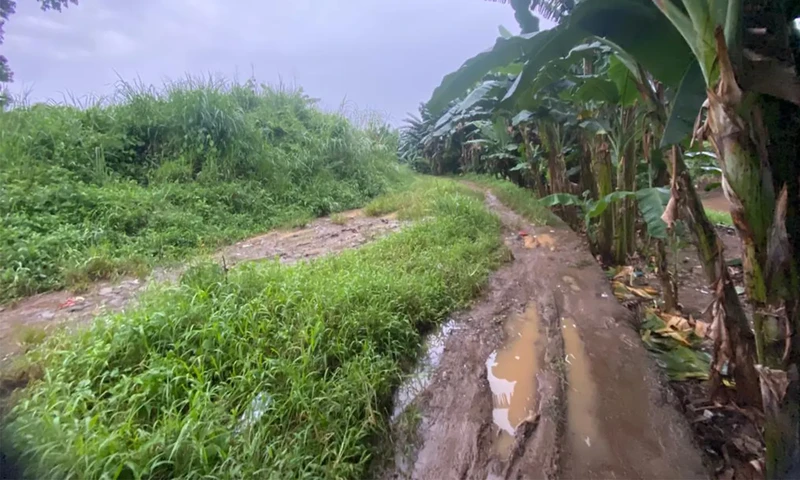 Akses jalan menuju cagar budaya Jembatan Kuning, integrasi antara Condet dengan Pasar Minggu, menunggu proyek normalisasi berjalan (Foto: Parboaboa/Pras Wiratmoko)