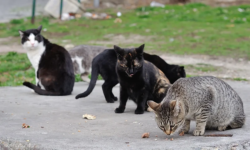Pendirian Pulau Kucing disebut bertujuan untuk menjaga kesejahteraan kucing liar sekaligus menjadi magnet wisata baru bagi masyarakat (Foto: Website Halodoc)