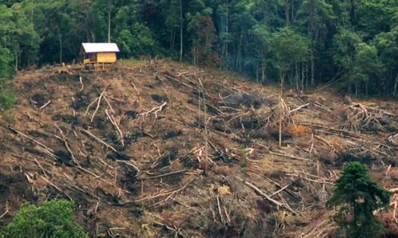 Hutan rusak akibat penebangan pohon di kaki Bukit Barisan, Kecamatan Koto Tangah, Sumatera Barat. (Foto: Dok. Antara)