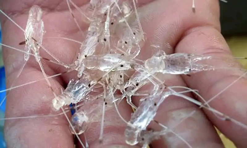 Dilema kebijakan ekspor benih lobster di Indonesia. (Foto: kkp.go.id)