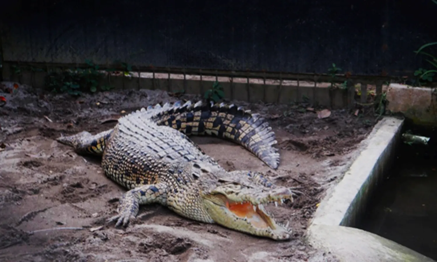 Buaya muara, salah-satu spesies buaya terganas di dunia dan satwa dilindungi yang ada di Siantar Zoo (Foto: PARBOABOA/Novriani)