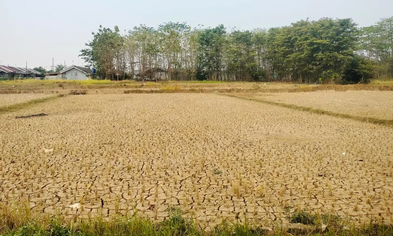 Musim kemarau yang berkepanjangan imbas fenomena cuaca El Nino menyebabkan hampir seluruh wilayah Indonesia mengalami kekeringan, seperti yang tejadi di Desa Ridogalih, Kecamatan Cibarusah, Kabupaten Bekasi, Jawa Barat. (Foto: PARBOABOA/Faisal Bachri)