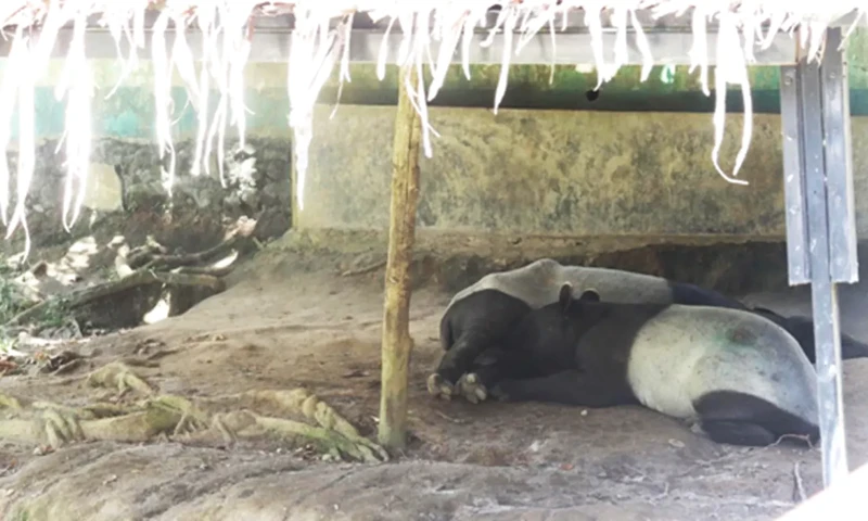 Induk tapir saat istirahat di siang hari (Foto: PARBOABOA/Novriani)