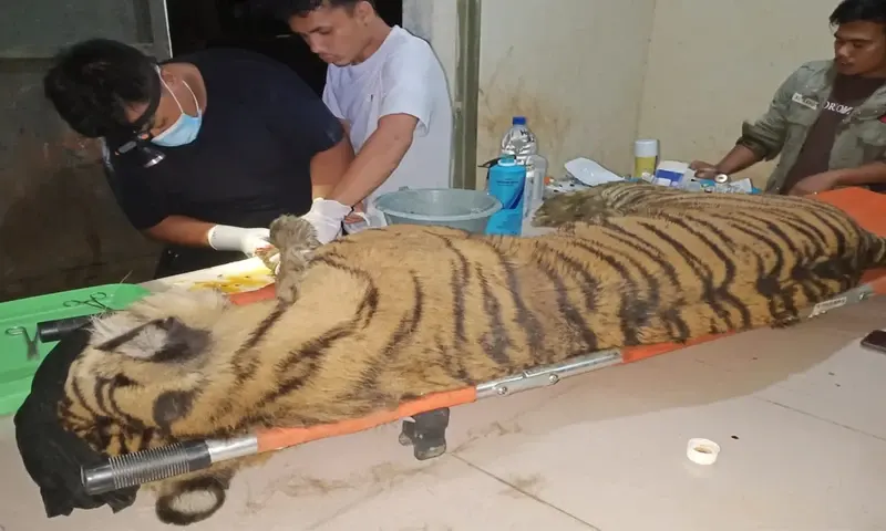 harimau jadian di hutan larangan sumatra