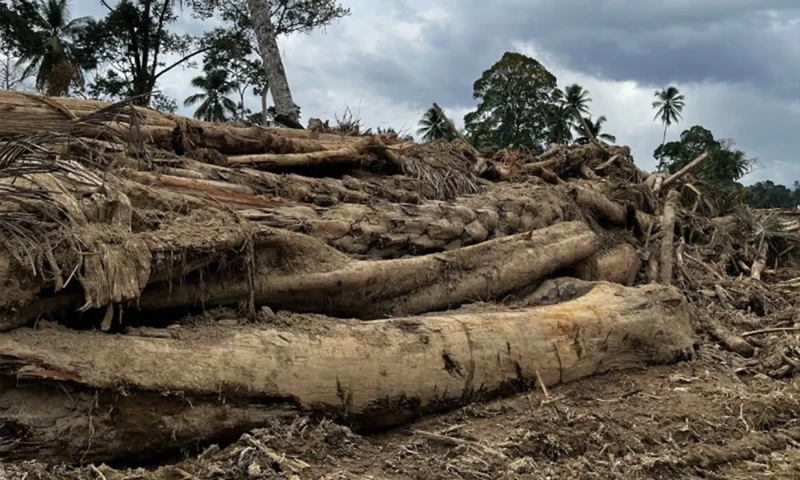 Gelondongan kayu di Desa Garoga, Tapanuli Selatan yang hilang ditelan banjir dan longsor, Sabtu (6/12/2025)(Foto: Dok. KOMPAS)