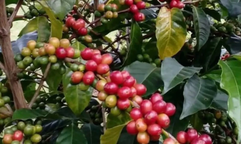Sektor pertanian menjadi kekuatan besar dalam denyut nadi perekonomian tanah air. (Foto: Instagram/@eksporpertanianindonesia)