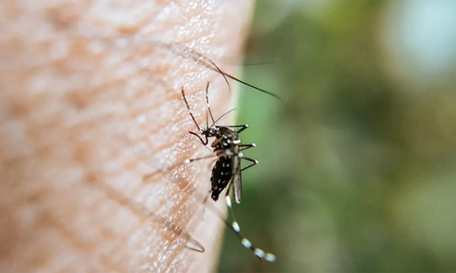 Ilustrasi - Seekor nyamuk. (Foto: Dok. ANTARA)