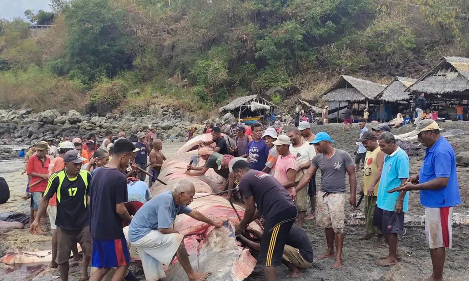 Lamafa dan ratusan masyarakat Lamalera memadati pesisir pantai untuk membantu pemotongan ikan paus hasil tangkapan (Foto: Parboaboa/Defri Ngo)