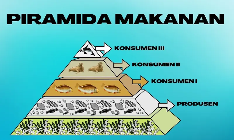 Pengertian, Jenis dan Contoh Piramida Makanan