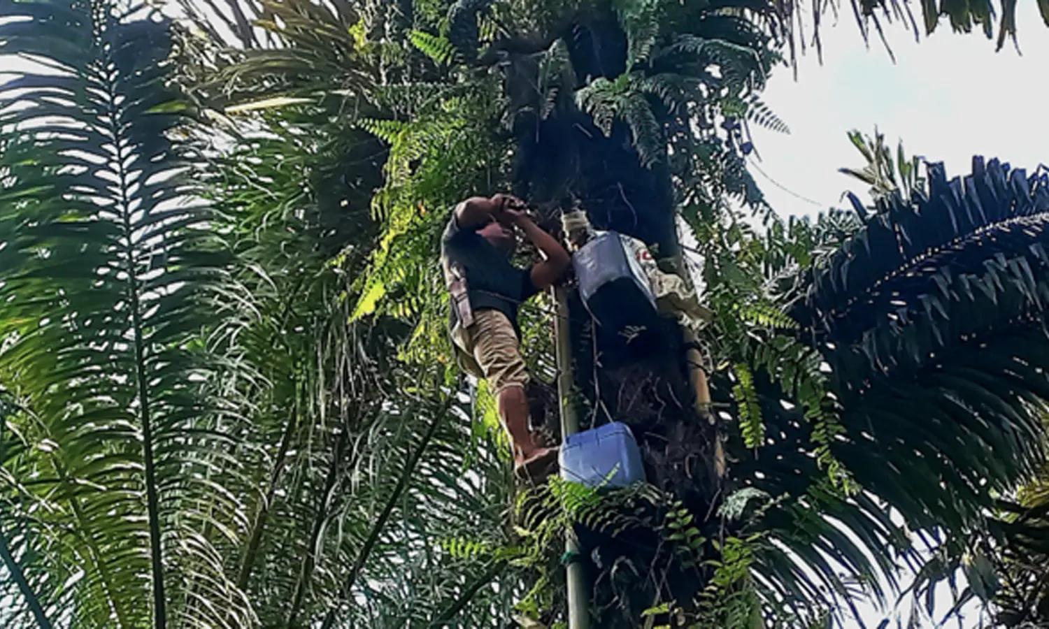 Tiara sedang maragat [menderes air nira]. (Foto:PARBOABOA/ Indah)