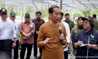 Jokowi Targetkan Persemaian Mentawir Produksi 20 Juta Bibit Per Tahun