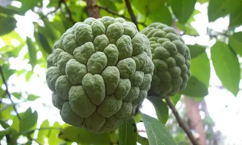 Manfaat Buah Srikaya untuk Kesehatan, Baik untuk Ibu Hamil