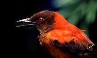 Fakta Unik Burung Hooded Pitohui, Burung Beracun Asal Papua Nugini