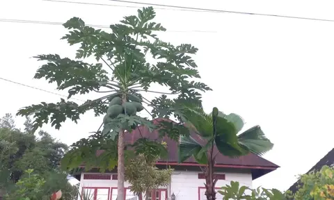 Kumpulan Resep Bunga dan Daun Pepaya Simpel, Anti Pahit