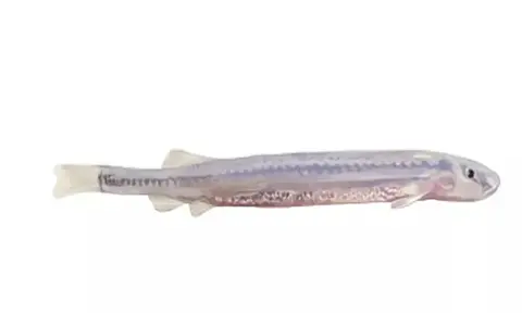 Fakta Unik Ikan Candiru, Hewan Kecil yang Berbahaya