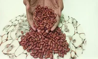 Segudang Manfaat Kacang Merah Bagi Kesehatan Tubuh