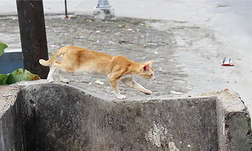 Dokter Hewan Pematang Siantar Ingatkan Bahaya Konsumsi Daging Kucing