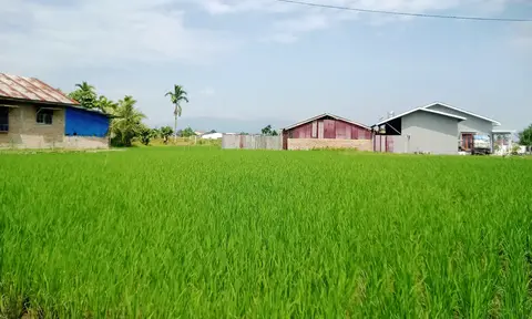 Banyak Lahan Pertanian di Pematang Siantar Jadi Perumahan, Petani: Ada Pembiaran dari Pemerintah