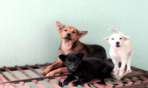 12 Manfaat Hewan bagi Manusia dan Lingkungan, Lengkap dengan Penjelasannya