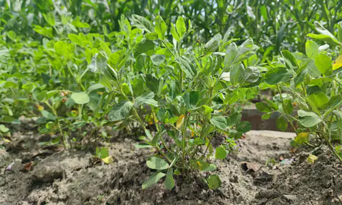 Ketahui 13 Manfaat Tumbuhan bagi Manusia dan Lingkungan Sekitarnya