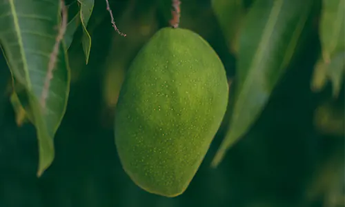 Manfaat Mangga yang Mungkin Belum Anda Ketahui!