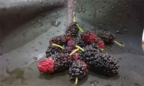 Manfaat Murbei, Buah Mungil yang Kaya akan Antioksidan