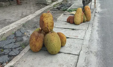 Aneka Olahan Masakan dari Buah Nangka