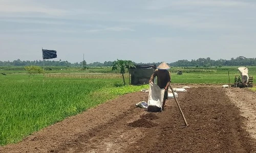 Generasi Muda Enggan Bertani: Ancaman bagi Keberlanjutan Pertanian di Simalungun
