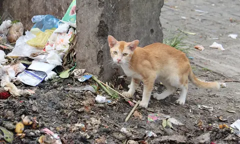 Konsumsi dan Komersialisasi Daging Kucing di Pematang Siantar, Warga Dorong Buat Perda Bukan Imbauan