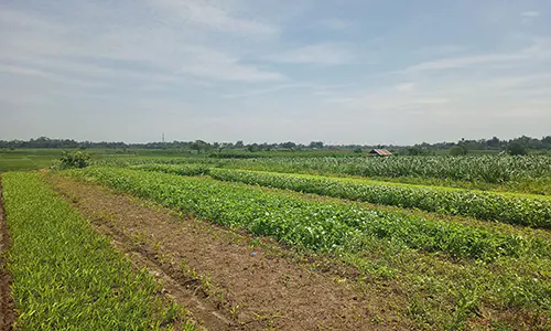 Nasib Buruh Tani Simalungun di Tengah Menjamurnya Teknologi Pertanian