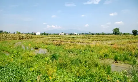 Alih Fungsi Lahan Pertanian Ancam Produktivitas Pangan di Pematang Siantar