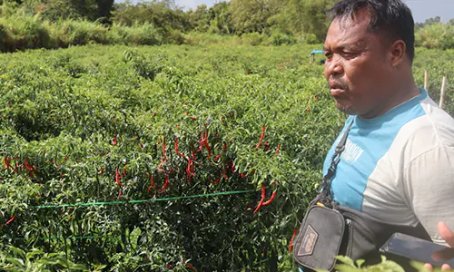 Fluktuasi Harga Cabai Berdampak Pada Banyak Sektor