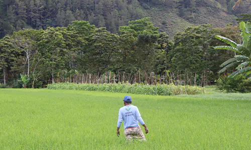 Dilema Petani Simalungun: Pestisida Tidak Efektif, Hama Semakin Kuat