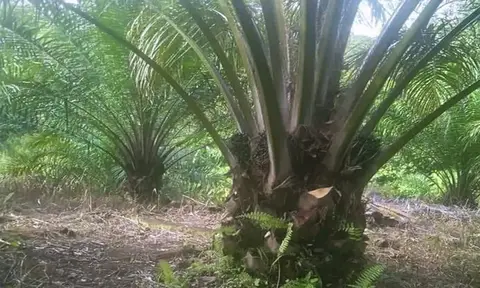 Harga CPO Berfluktuasi, Meskipun Petani Sawit Masih Untung