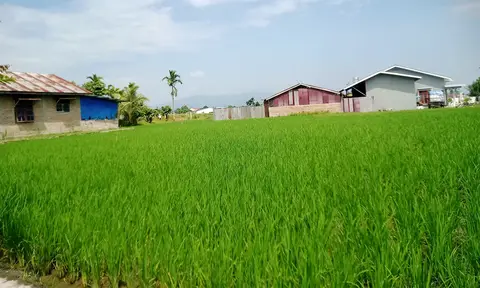 DKPP Tak Pernah Keluarkan Izin Alih Fungsi Lahan Pertanian di Pematang Siantar