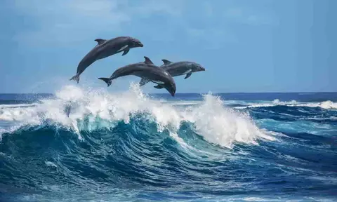 Fakta Unik Lumba-Lumba, Hewan Paling Cerdas di Dunia