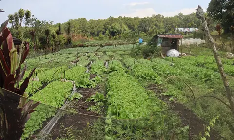 NTP Petani Hortikultura Anjlok Ditekan Deflasi