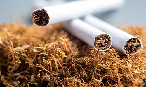 Sebabkan 8 Juta Kematian per Tahun, WHO Desak Dunia Hentikan Subsidi Pertanian Tembakau