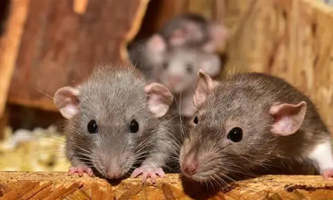 Tanpa Racun, Begini Cara Ampuh Mengusir Tikus yang Membandel di Rumah