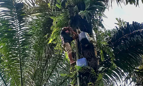 Tuak, Rasa, dan Suara: Jejak Budaya Batak dalam Gelas dan Dialog