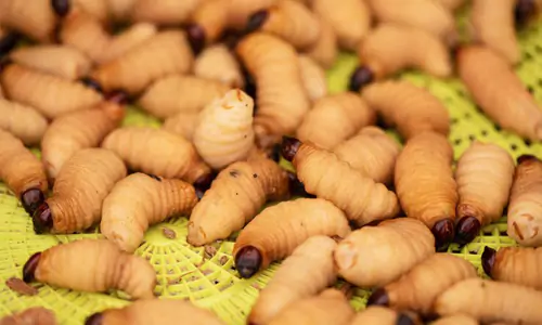 Manfaat Ulat Sagu bagi Kesehatan Tubuh